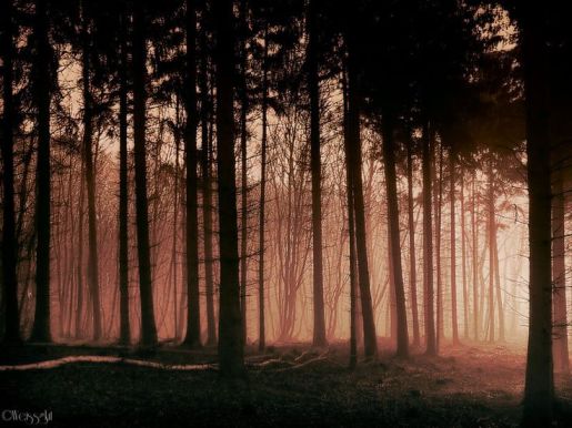 a870fd1fe4b33b415a017dd48dace3ce